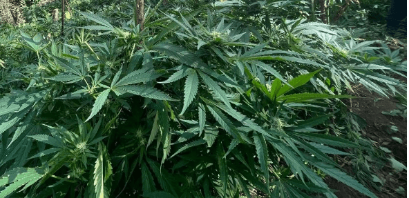 Expulsive “Cannabis Plantation in the yard, over two kilos of drugs drying up at the ceiling ʹ adroga arrests 21-year-old in Kacanic