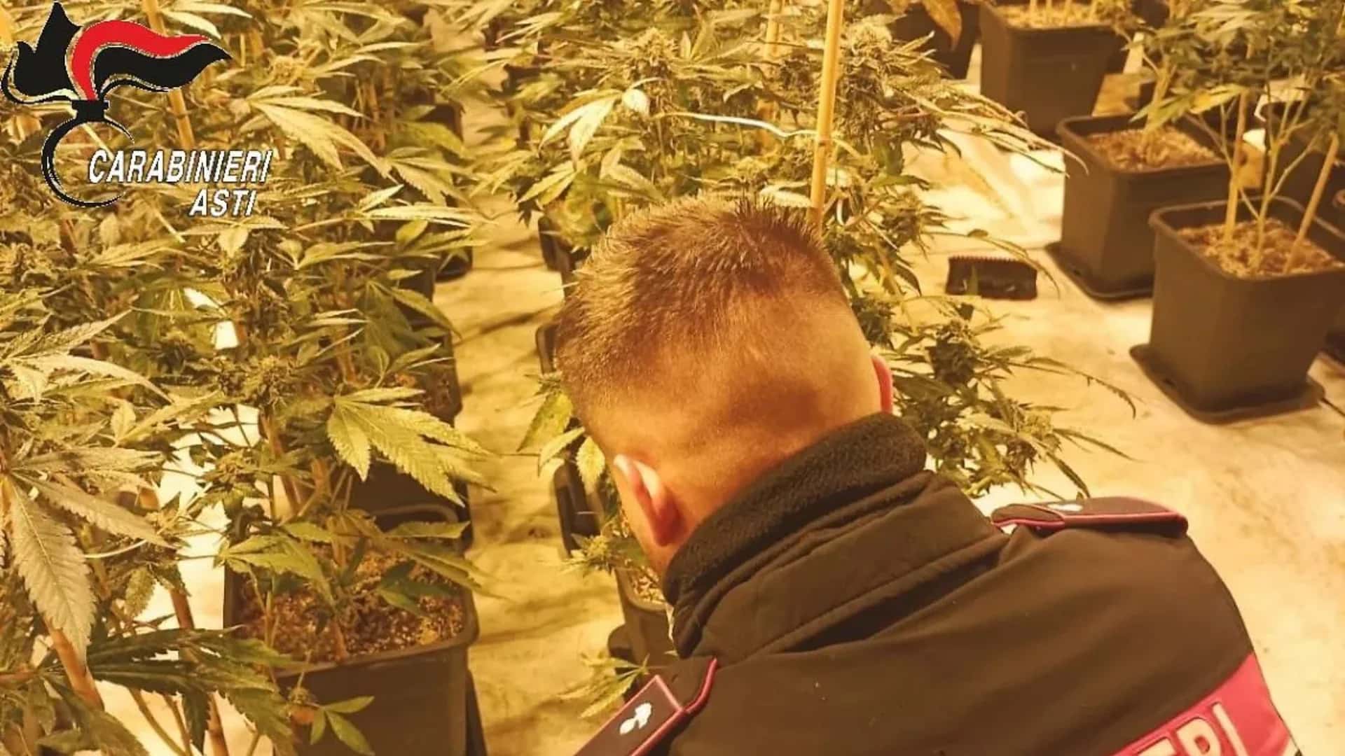 1,200 cannabis plant plantation discovered in Italy, Albanian caring for it is arrested