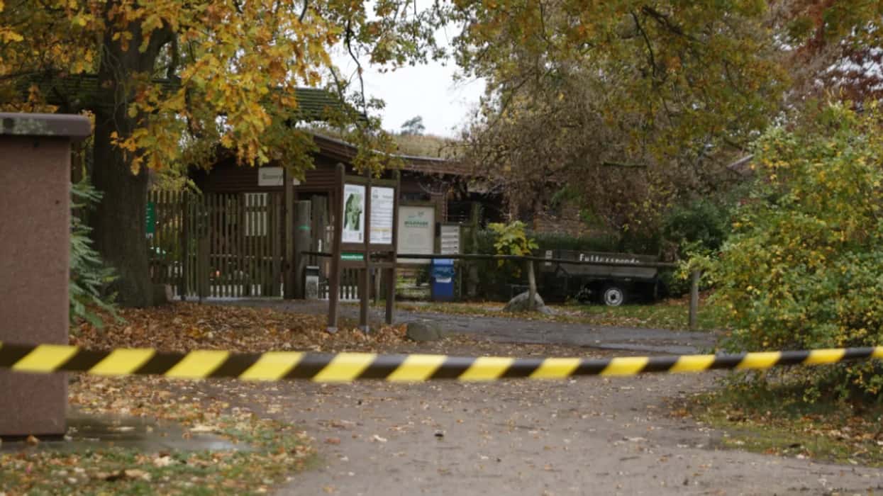 Wolf attacks eight-year-old in Germany’s zoo, girl suffers serious injuries
